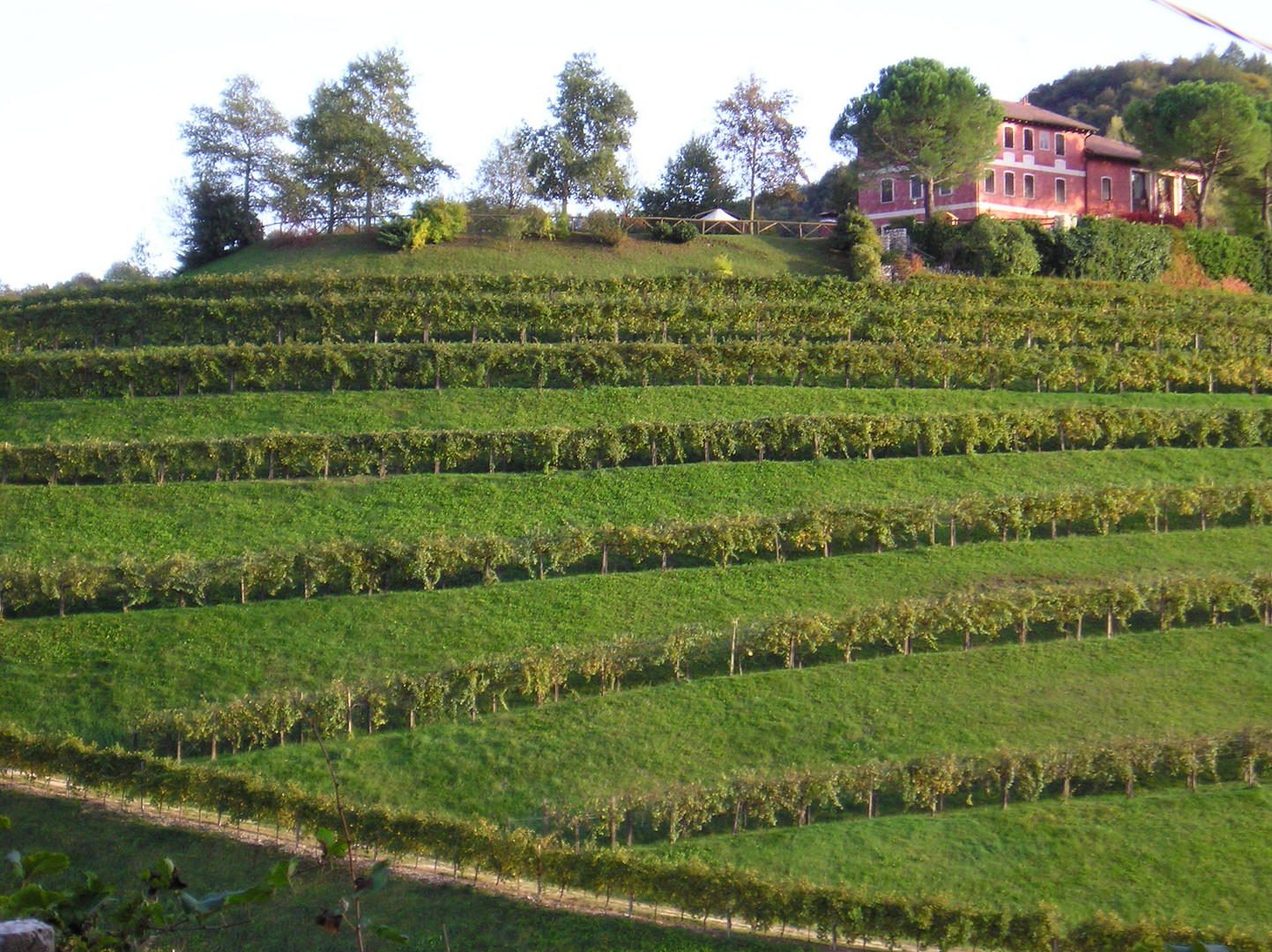 refrontolo, azienda vinicola www.trippeek.it