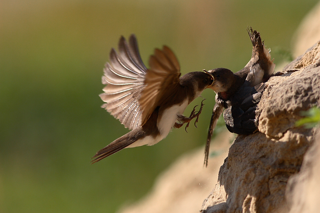 refueling in the air - Riparia riparia