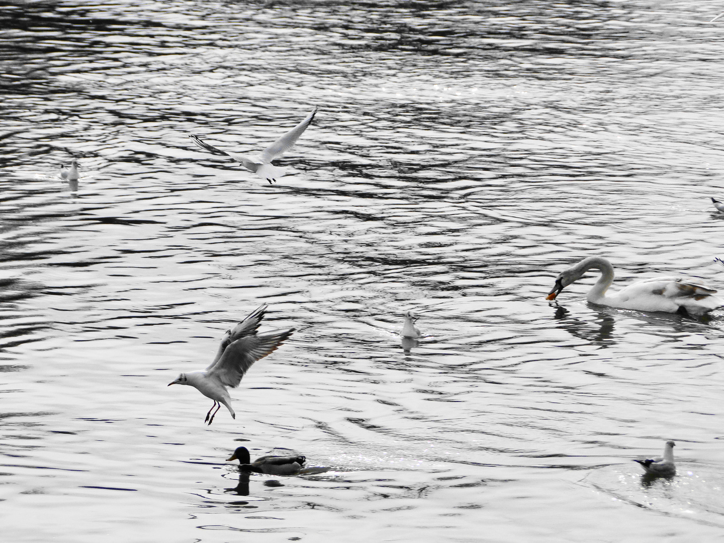 refuge de canards sur les bords de seine