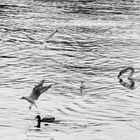 refuge de canards sur les bords de seine