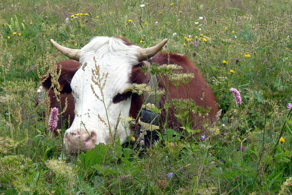 régal d'une vache dans un joli paturage