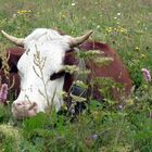 régal d'une vache dans un joli paturage