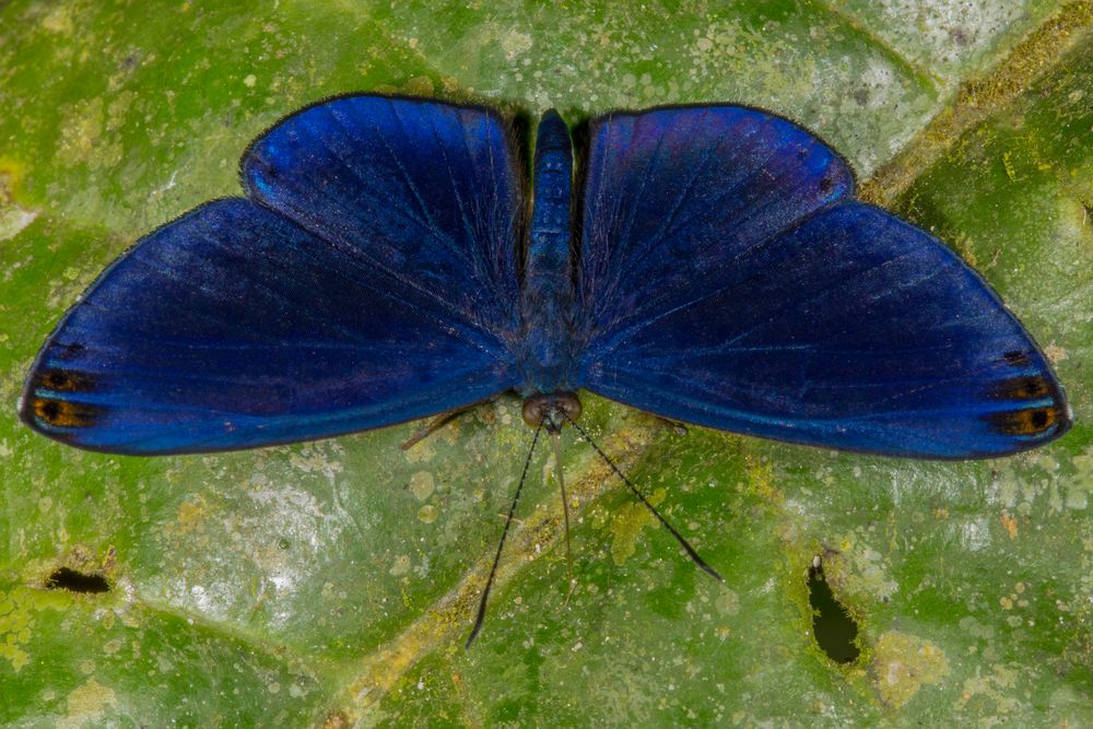 Regal Metalmark (Metacharis regalis)