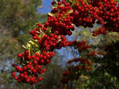 Régal pour passereaux - Ein Genuss für Singvögel