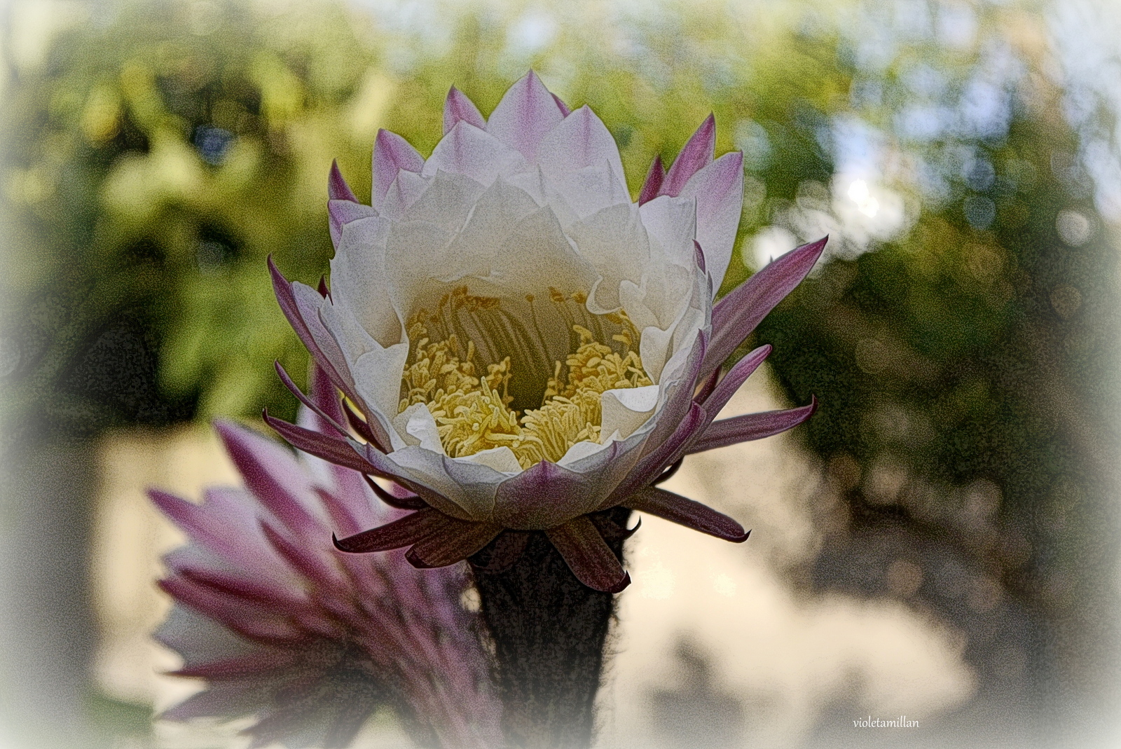 REGALOS DE  LA NATURALEZA