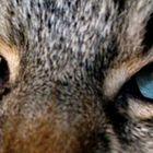 Regard