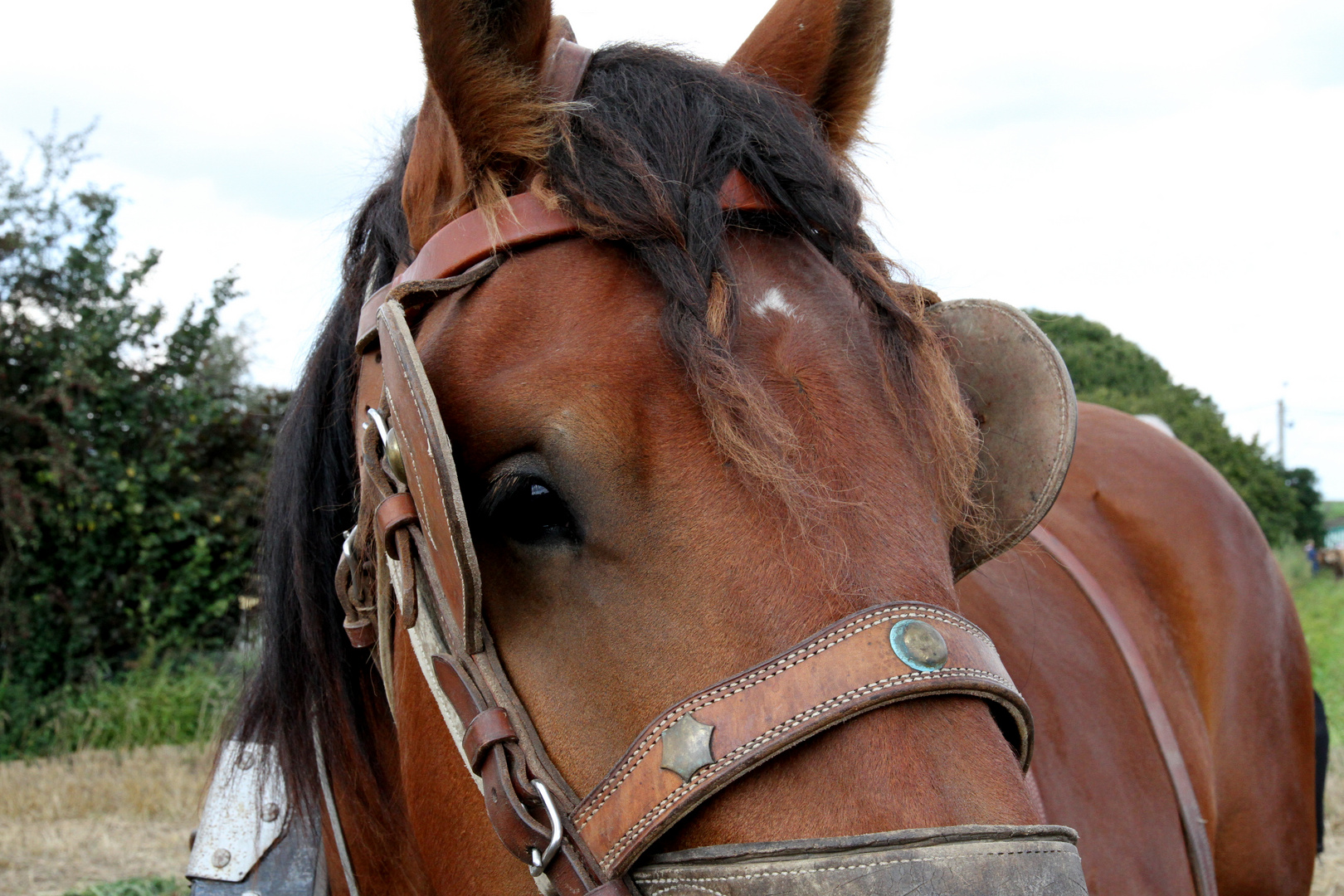 Regard