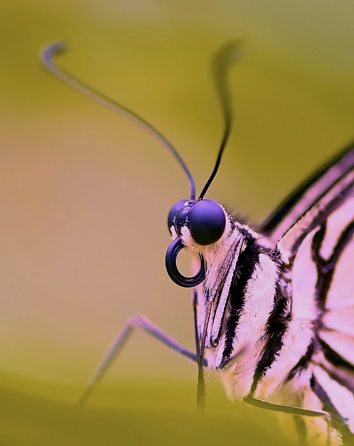 Regard 2