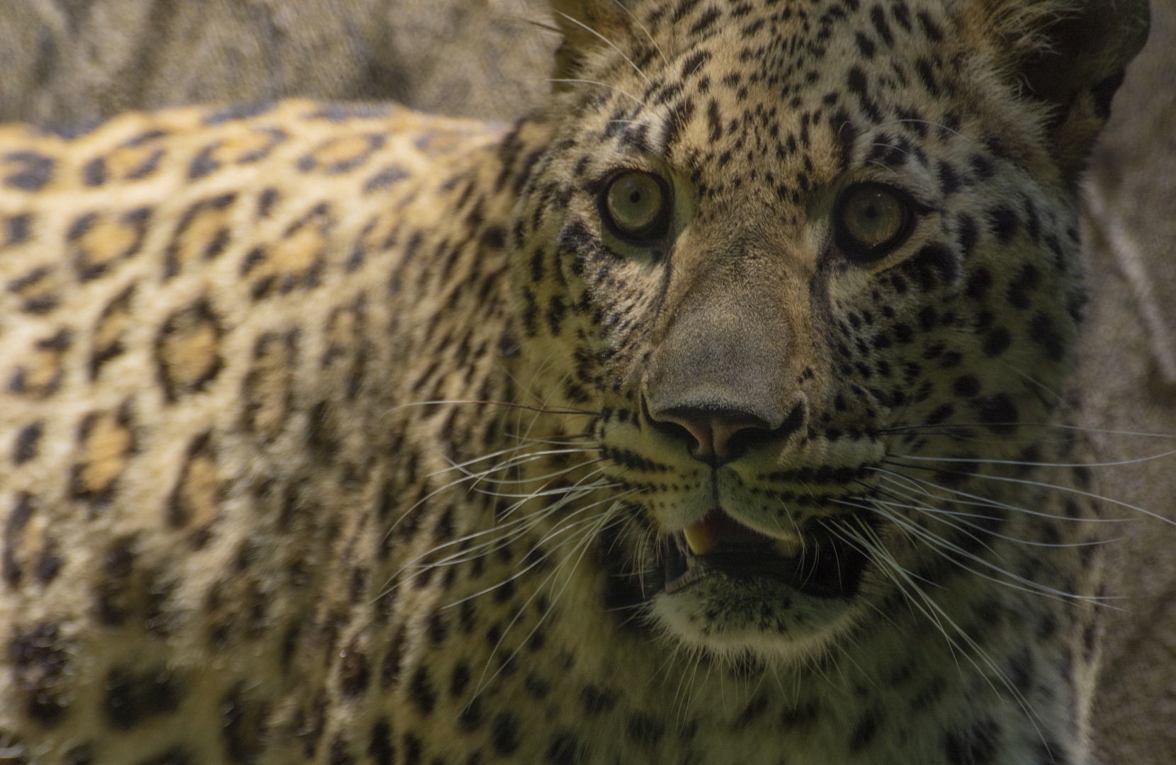 Regard 2 (Panthera pardus saxicolor, panthère de Perse)