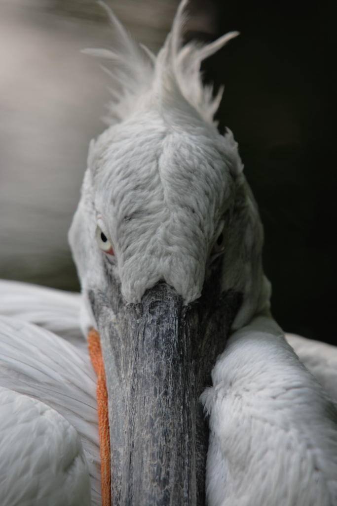 Regard..........