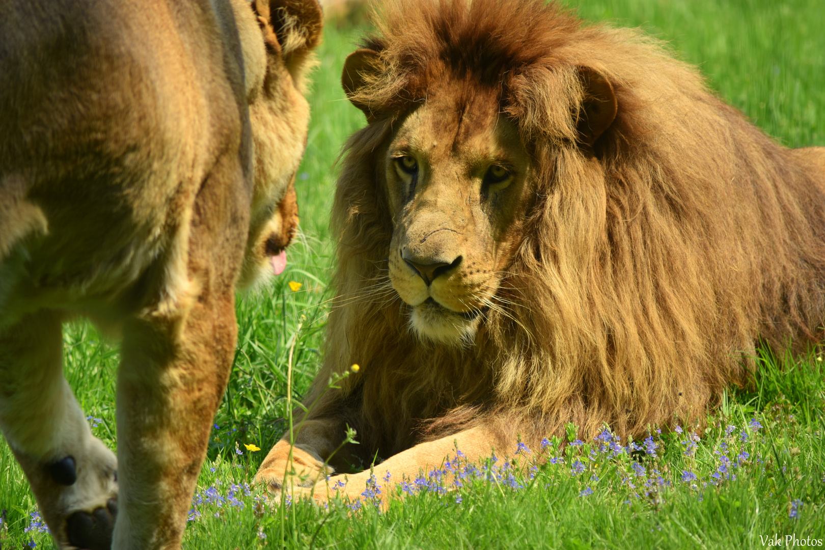 Regard