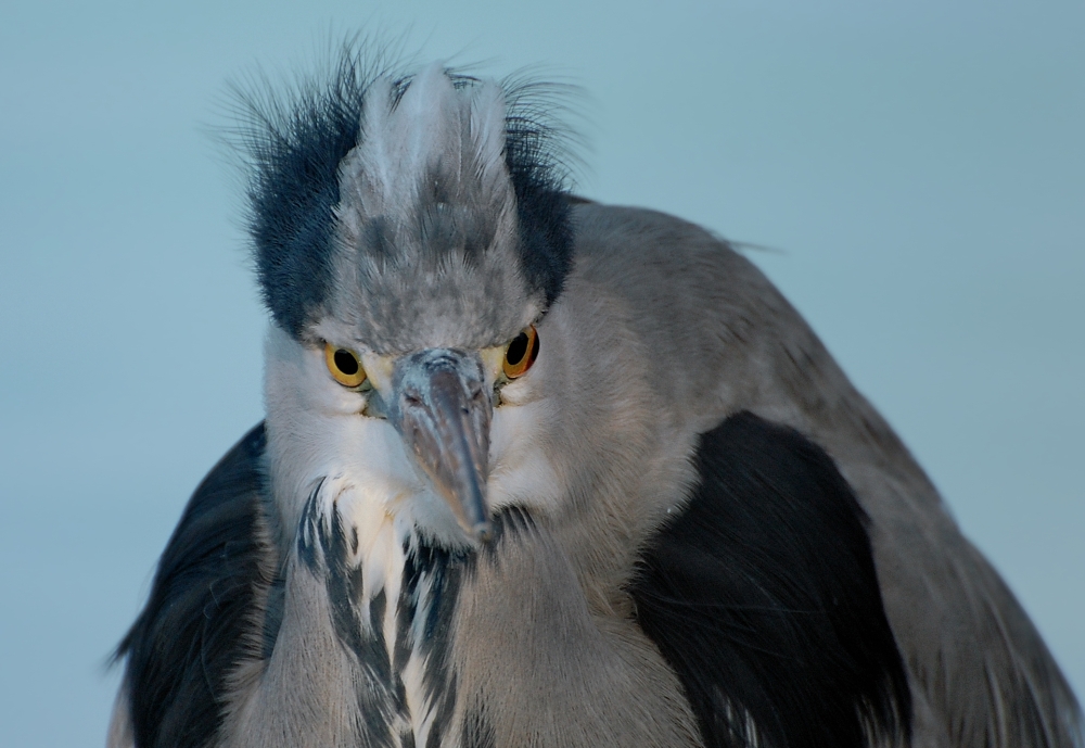 Regard