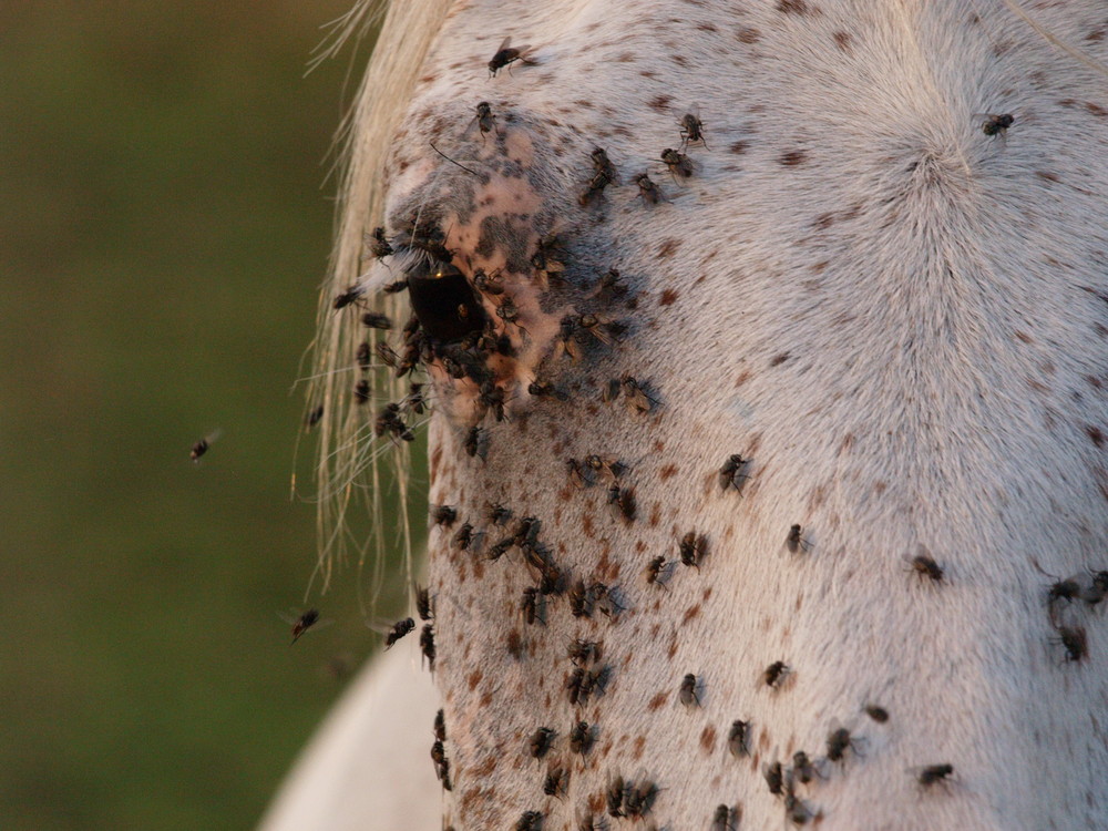 Regard animal