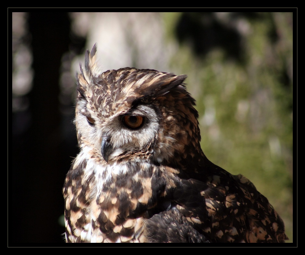 regard ardent