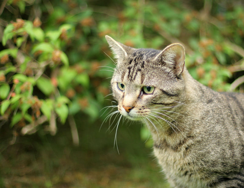 Regard attentif