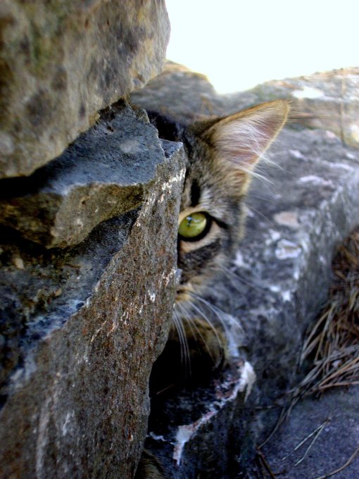 Regard