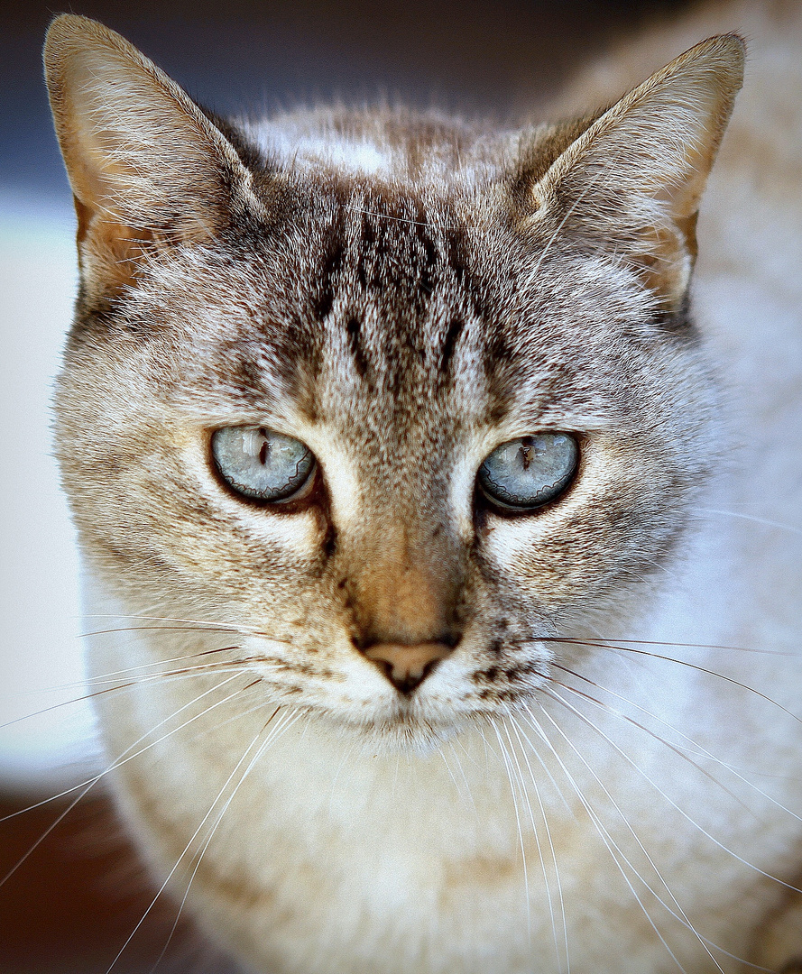 regard bleu éléctrique