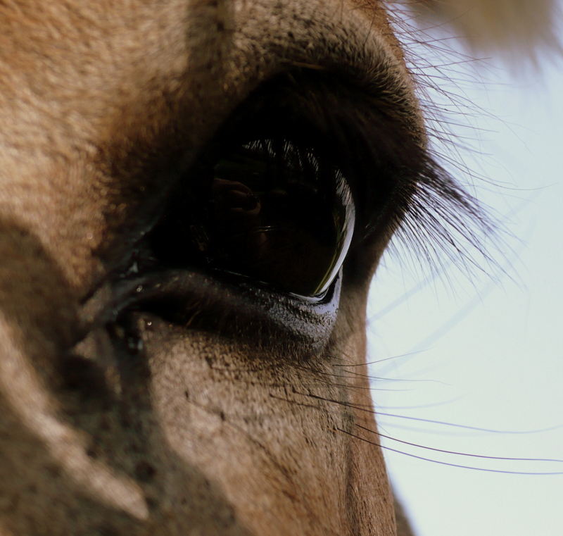 Regard chevaleresque