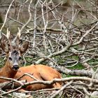 Regard Curieux