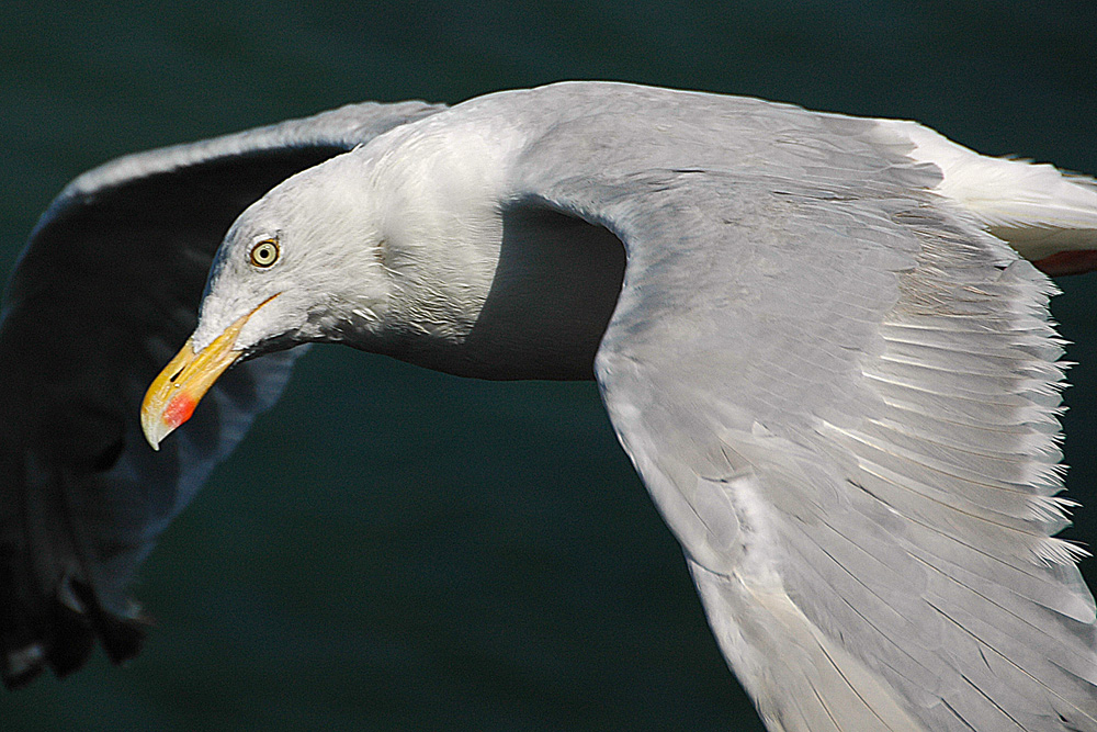 Regard