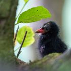 Regard d'aigle