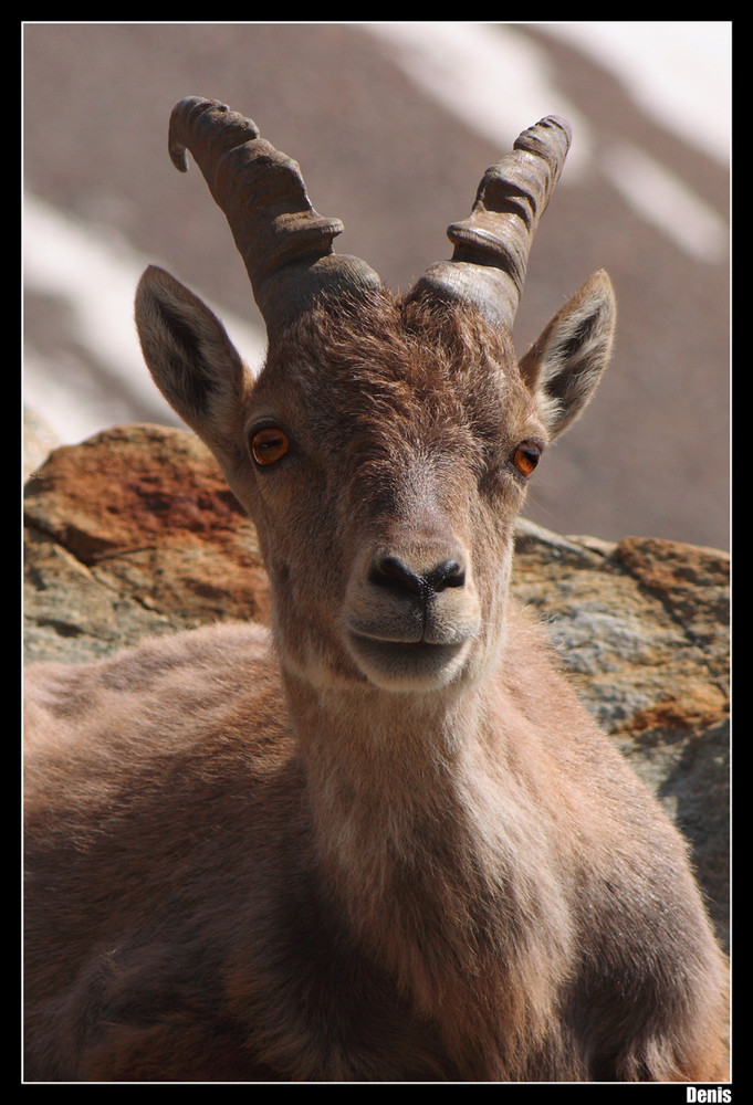 ...Regard d'Ambre...