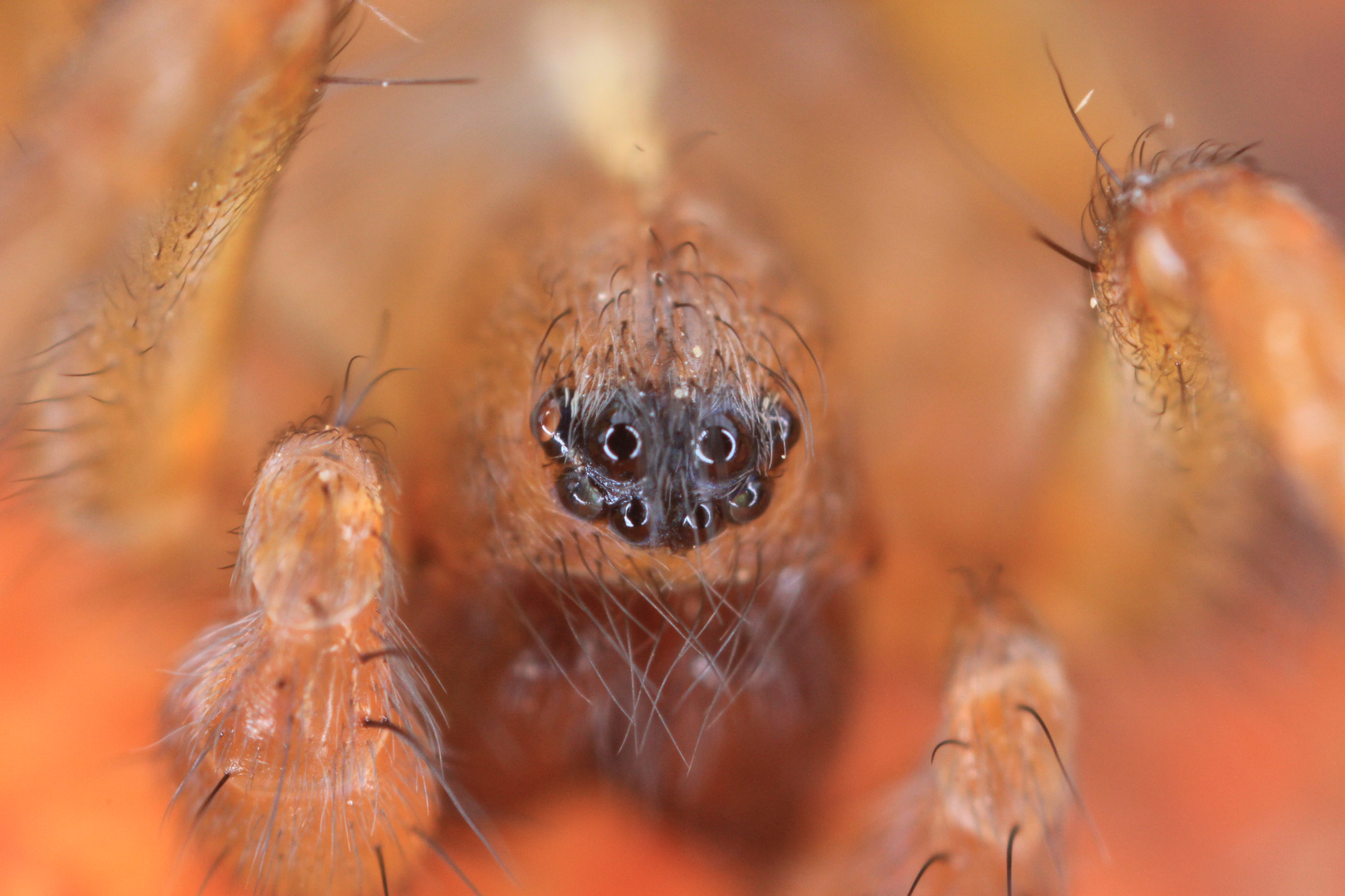 regard d'araignée