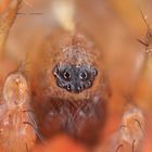 regard d'araignée