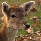 Regard de biche