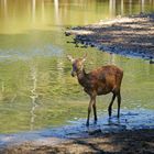 Regard de biche ....