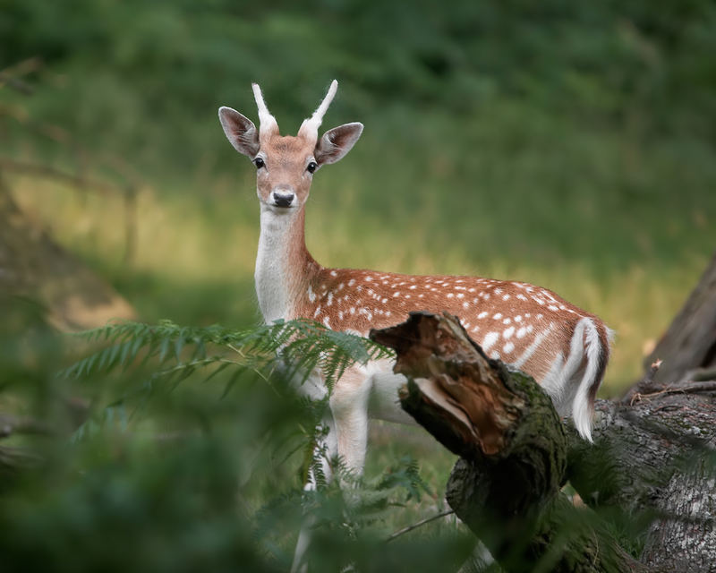 Regard de Biche