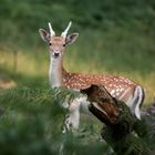 Regard de Biche