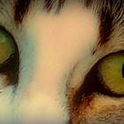 regard de chat...