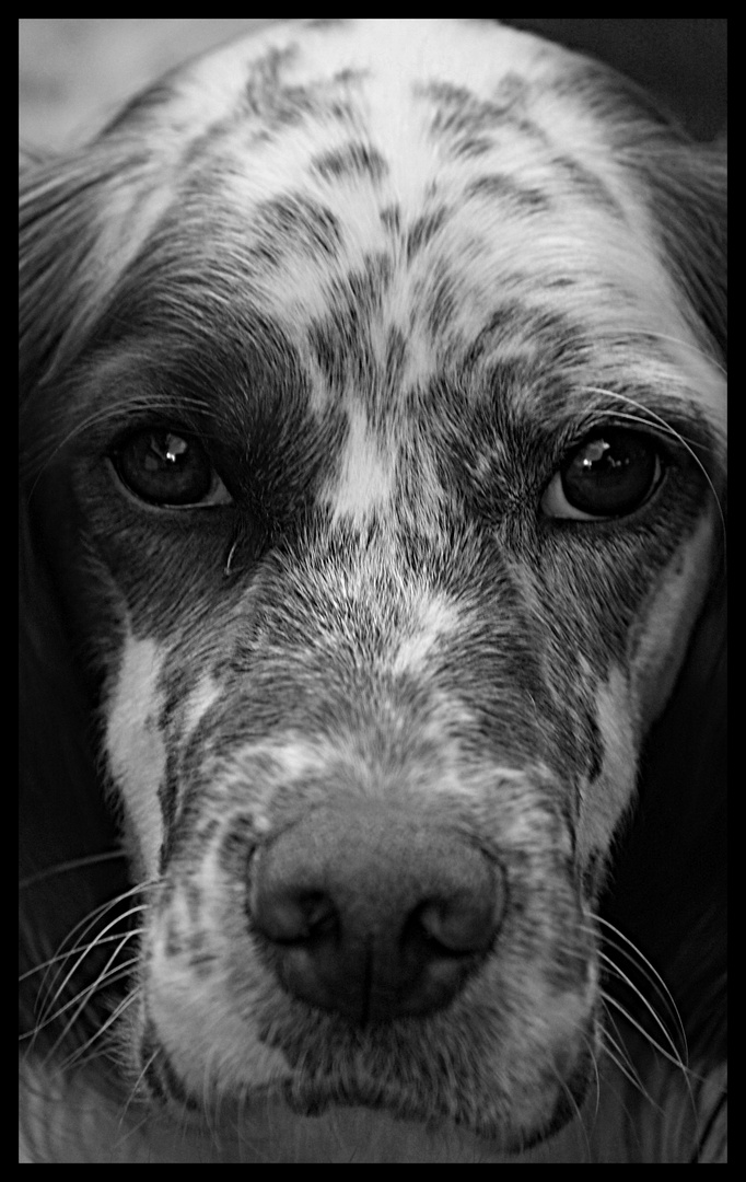 Regard de chien battu