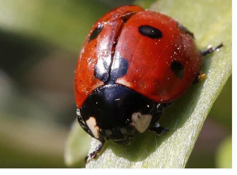 REGARD DE COCCINELLE