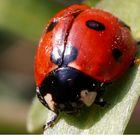 REGARD DE COCCINELLE