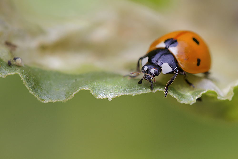 Regard de coccinelle