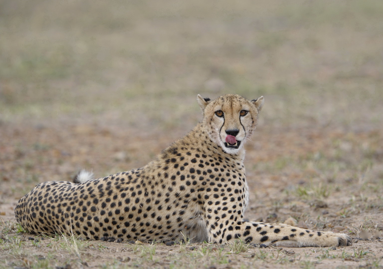 Regard de Guépard