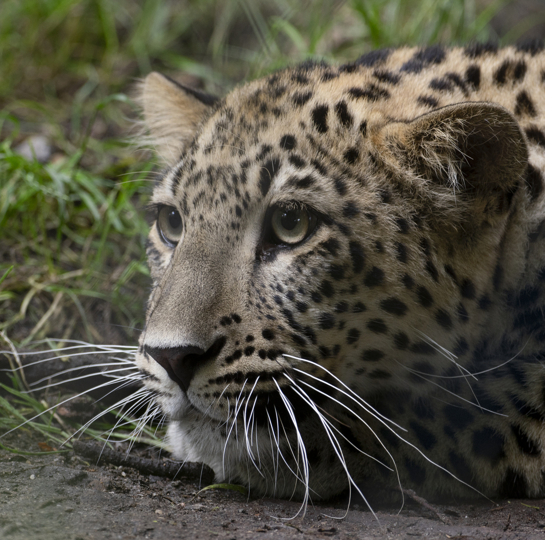 Regard de jeune félin (Panthera pardus saxicolor, panthère de Perse)