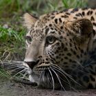 Regard de jeune félin (Panthera pardus saxicolor, panthère de Perse)