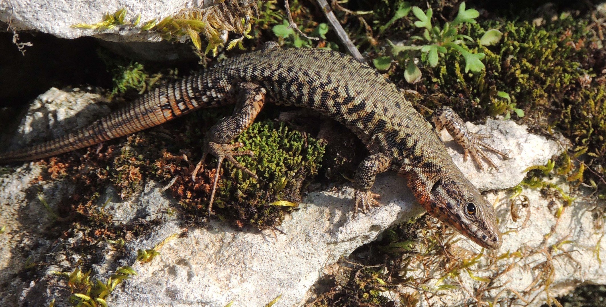 Regard de lézard