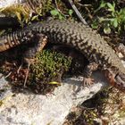 Regard de lézard