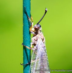 regard de libellule