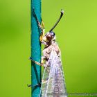 regard de libellule