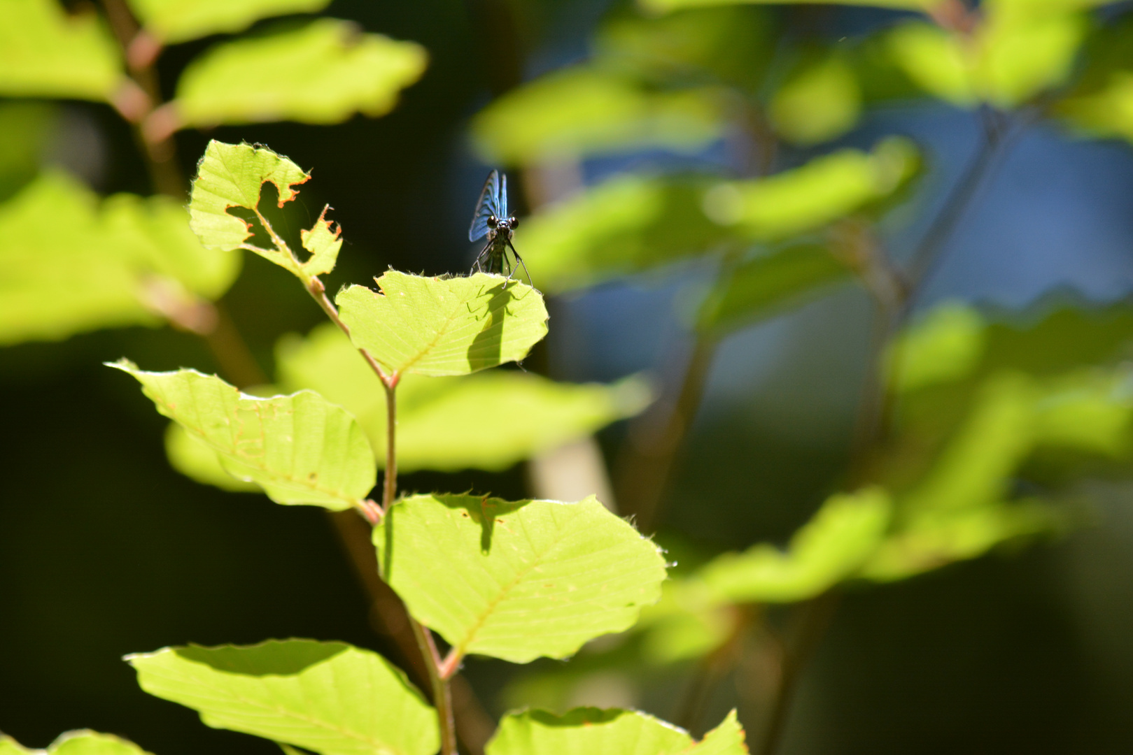 Regard de libellule