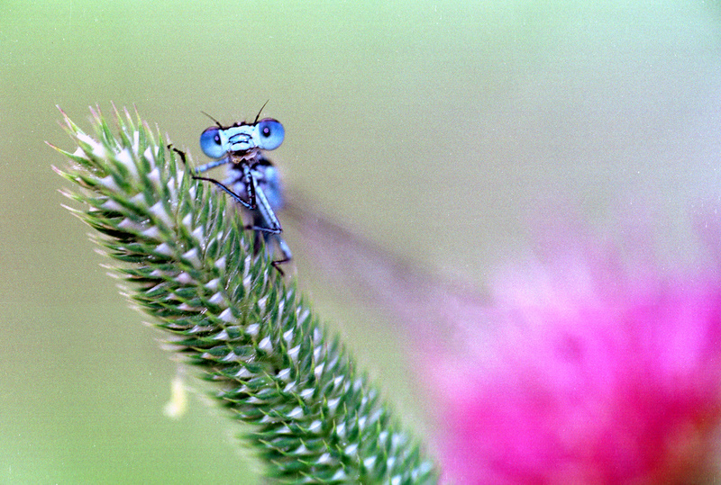 REGARD DE LIBELLULE (ARGENTIQUE)