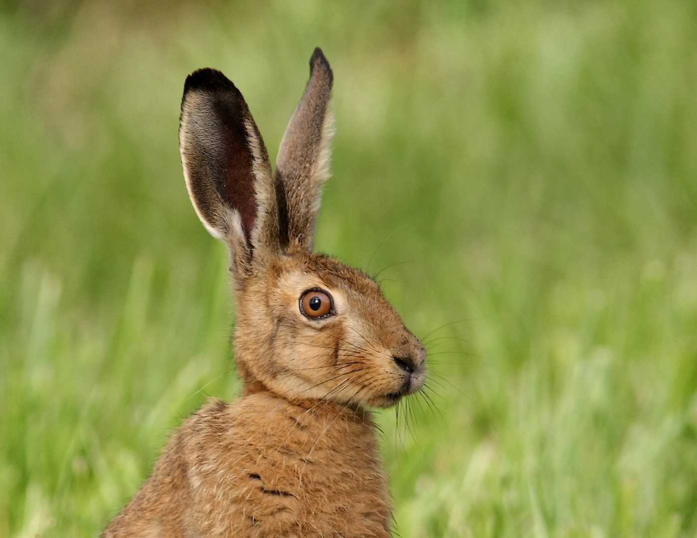 Regard de lièvre