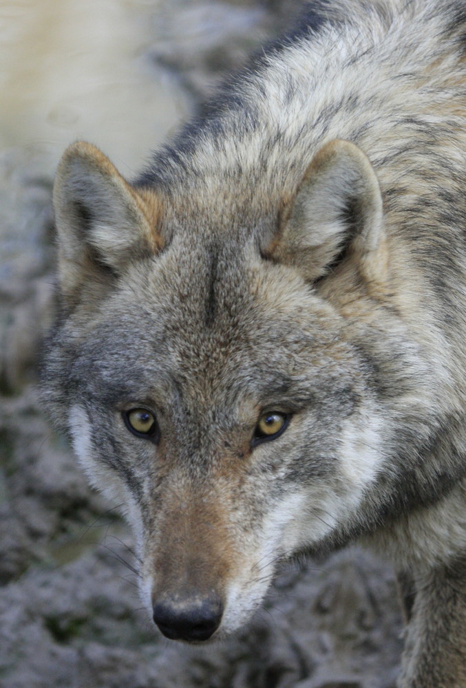 Regard de loup