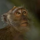  regard de macaque 