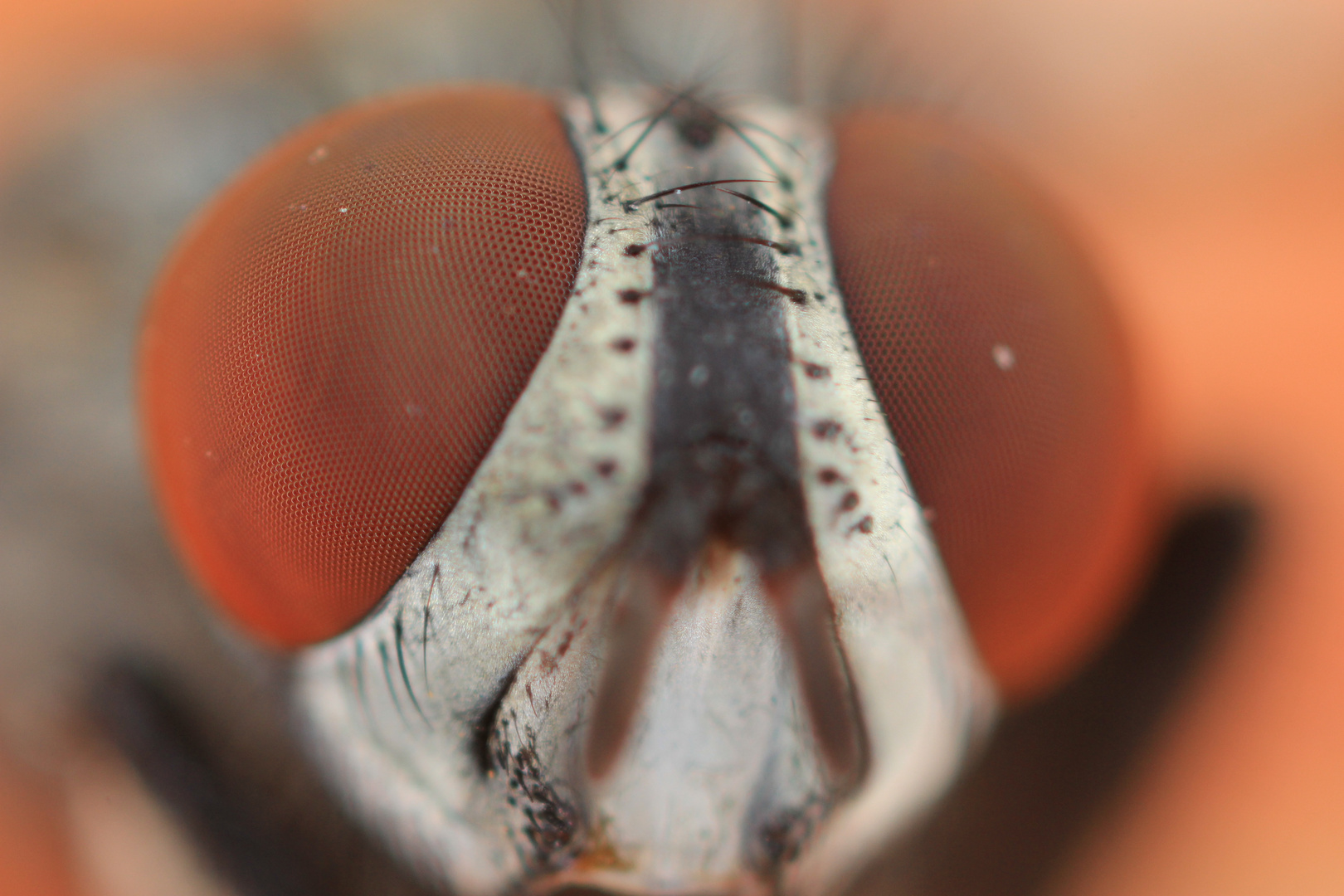 regard de mouche